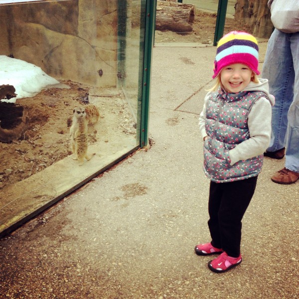Kate (a friendly meerkat) posing for a picture at the zoo!