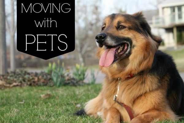 Homes.com: Tips for moving with pets by Dusty Rogers from All Things G&D
