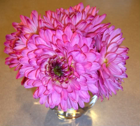 Like My Pretty Dahlias?